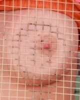 DDF Network - 08-ybaihc-008