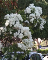 Viv Thomas - 03-gdolsop-003