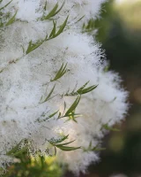 Viv Thomas - 04-gdolsop-004